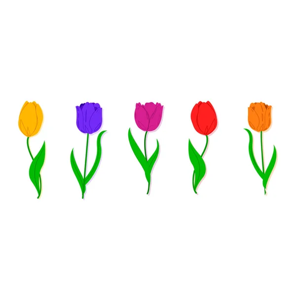 Uzun yapraklı ince yeşil saplı, çok renkli bastonları olan laleler. Beyazda izole edilmiş.