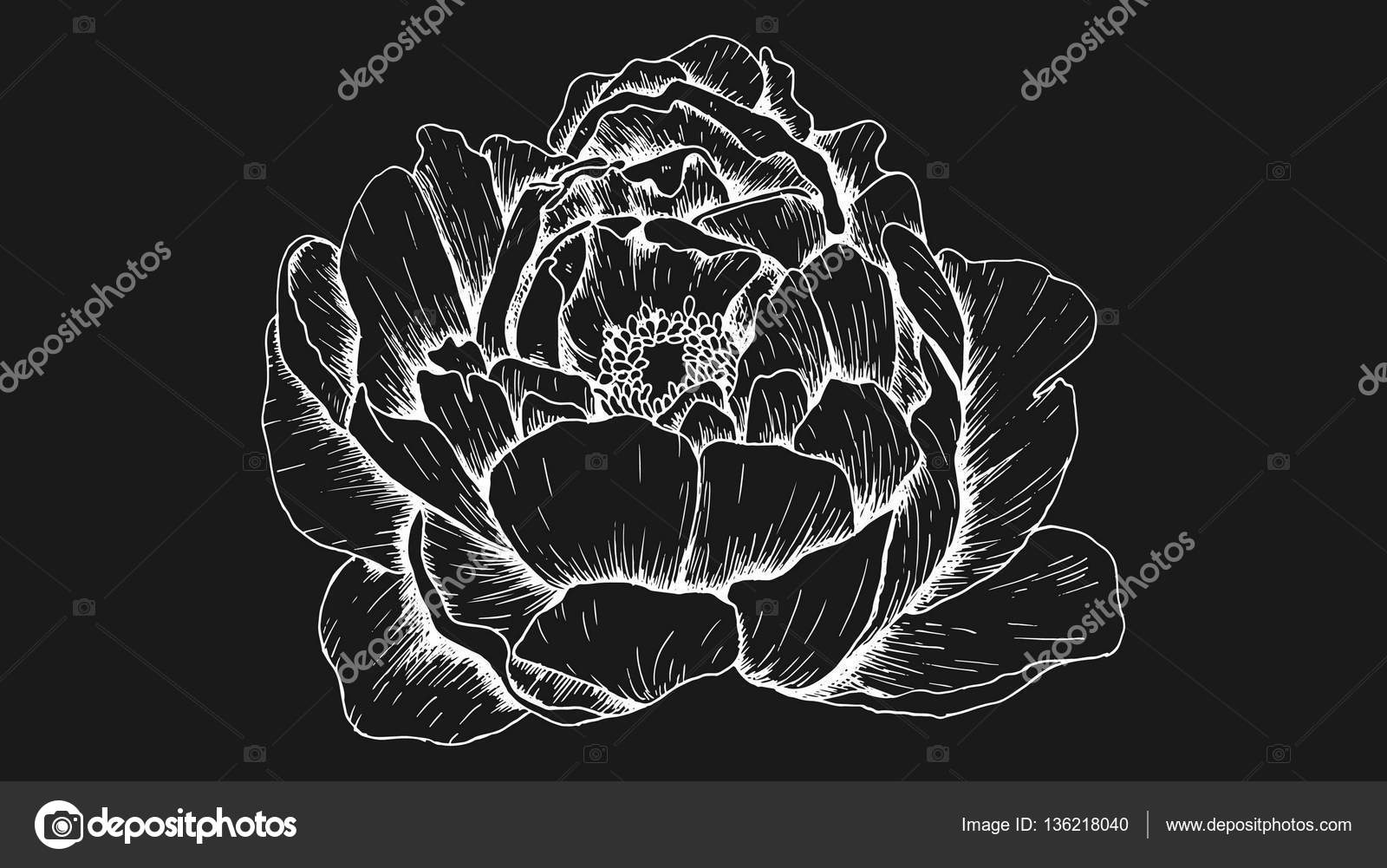 Peony flower vector illustration chalkboard style — Stock Vector