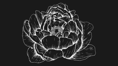 Şakayık çiçeği vektör çizim kara tahta stili