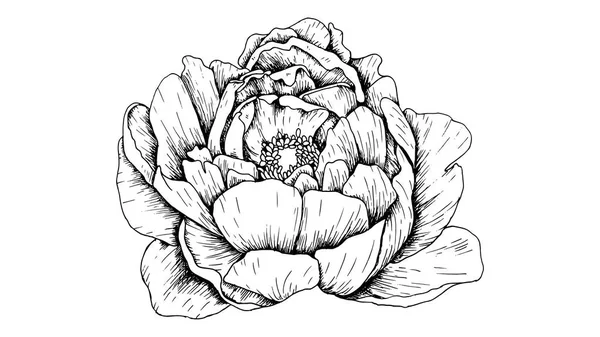 Peony flor vetor ilustração tinta estilo esboço —  Vetores de Stock