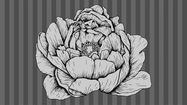 Peony flor vetor ilustração estilo esboço vintage —  Vetores de Stock