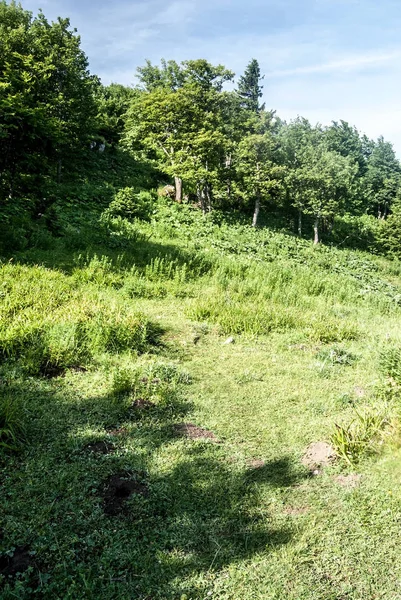 Prado de montaña con bosque caducifolio en Cárpatos —  Fotos de Stock