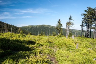 Jeseniky dağlar bilberries çalılar ve birkaç ağaçlar tarafından örtülü hill ile bahar