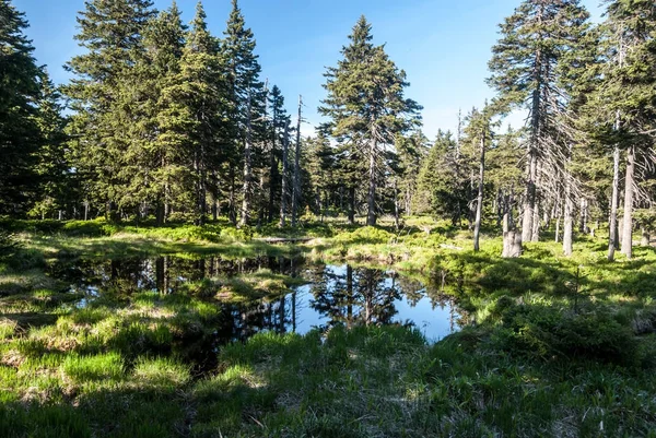 Ağaçları saran ve upland moor açık havada küçük göl
