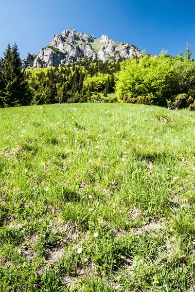 dağ çayır ağaçlar ve Velky Rozsutec tepe üzerinde bahar Mala Fatra dağlar