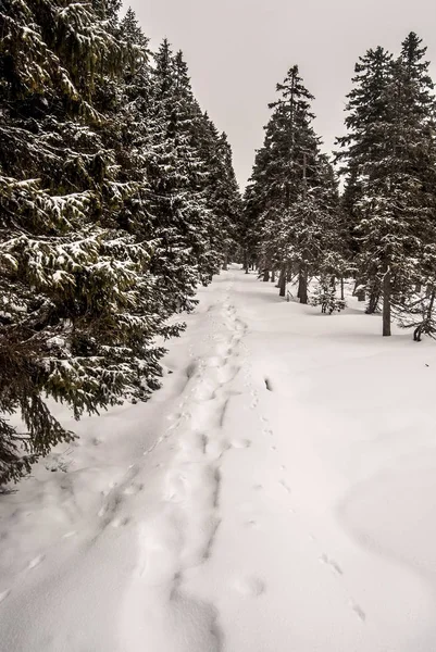 Winterwanderweg mit Schneeschuhschritten und Bäumen — Stockfoto