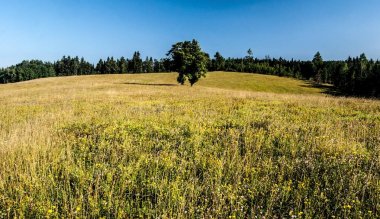 dağ çayır izole ağaç, orman arka plan ve berrak gökyüzü ile