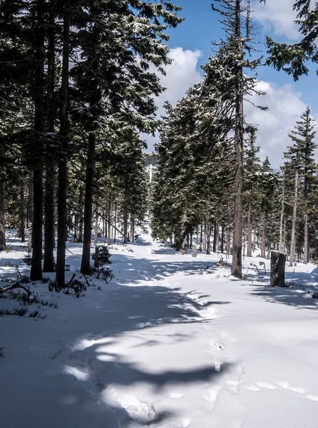 Winter-Bergwald mit schneebedecktem Wanderweg und blauem Himmel mit Wolken — Stockfoto