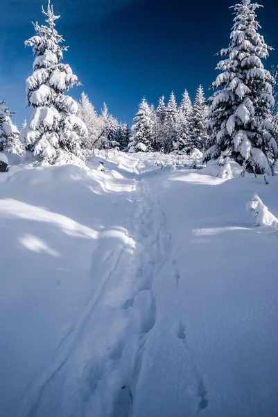 Winterwanderweg mit Bäumen rundherum, Schnee und blauem Himmel in den Bergen — Stockfoto