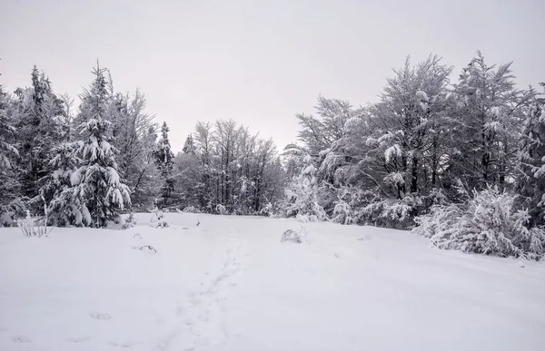 Bergwiese mit gefrorenen Bäumen ringsum und Schneeschuhschritten auf dem Kykula-Hügel in den Kysucke beskydy (beskid zywiecki) Bergen — Stockfoto