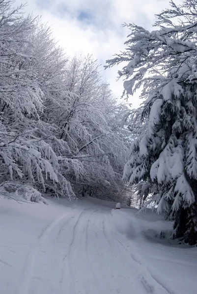 Winterwanderweg mit gefrorenen Bäumen ringsum und blauem Himmel mit Wolken in verschneiten Bergen — Stockfoto