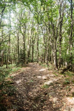 Polonya Biesczady dağlarda yaprak döken orman iz hiking