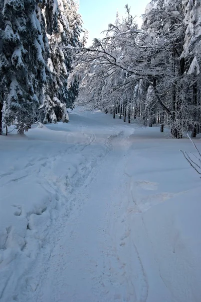 Schneebedeckter Wanderweg Mit Bäumen Ringsum Und Blauem Himmel Unter Dem — Stockfoto