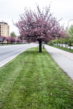 güzel çiçekli sakura ağaçlar sokak KARVINA şehirde, Çek Cumhuriyeti