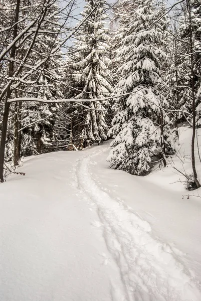 Winterlandschaft mit schneebedecktem Wanderweg und Bäumen — Stockfoto