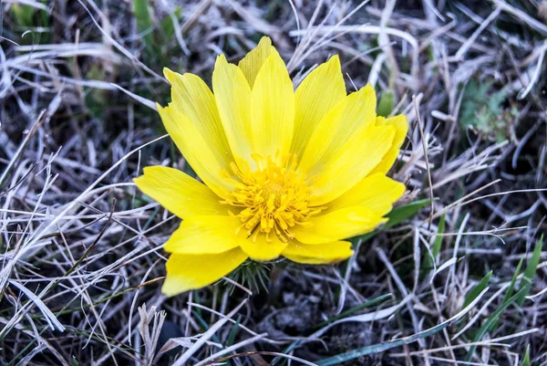 Close-up of adonis vernalis flower — Stock Photo, Image