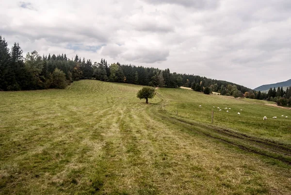 背景と青い空の雲の森林歩道、分離ツリー羊を供給すると秋の草原 — ストック写真
