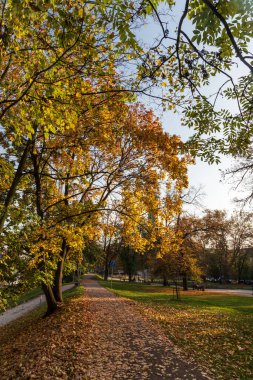 Komenskeho, Çek Cumhuriyeti 'nin Ostrava şehrinde ağaçların ve yaprakların rengarenk olduğu hüzünlü halk parkı.