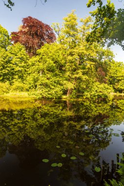 Ağaçlı göl, bahar günü açık gökyüzü ile su zeminine yansıyor.