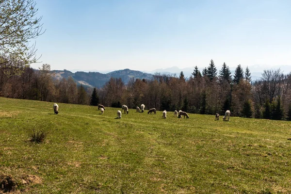 新鮮な春の山の牧草地で羊の飼料 — ストック写真