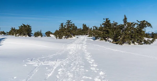 Neve coberto trilha de caminhadas com poucas árvores pequenas e céu limpo nas montanhas de inverno — Fotografia de Stock