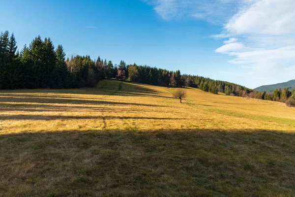 Laat in de herfst weide met geïsoleerde bomen en bos rond — Stockfoto