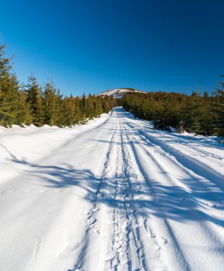 Etrafı genç ladin ormanlarıyla kaplı karla kaplı yol, arka planda tepe ve kış dağlarında berrak gökyüzü.