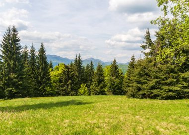 Velka Fatra dağlarında Lubochnianske sedlo sedlo üzerinde ağaçlarla çevrili küçük çayır arka planda Slovakya 'da Mala Fatra dağları olan