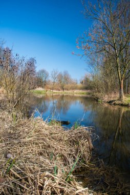 Çekoslovakya 'nın CHKO Poodri şehrinde ilkbahar erken saatlerinde ağaçlar ve berrak gökyüzü ile dolu sinsi bir göl
