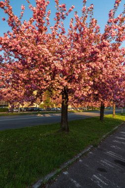Trida 17 'de çiçek açan kiraz ağacı. Çek Cumhuriyeti' nin Karvina şehrinde listopadu caddesi. Gökyüzü açık.