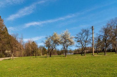 İlkbahar kırsalında çayır, çiçek açan ağaçlar, dar asfalt yol ve Çek Cumhuriyeti 'nin Vendryne köyünün yukarısında mavi gökyüzü