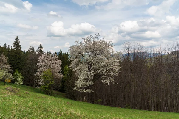 Frühlingshafte Bergkulisse Mit Wiesen Bäumen Und Hügeln Hintergrund Unterhalb Des — Stockfoto