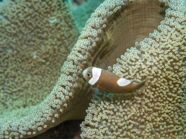 Anemone balıklar, sualtı, Filipinler