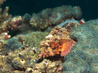 Filipinler, Stonefish sualtı
