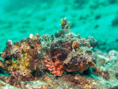 Filipinler, Stonefish sualtı