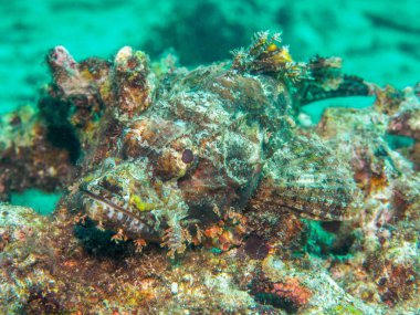 Filipinler, Stonefish sualtı