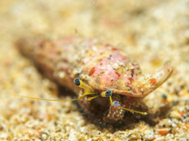 Dekorasyon Yengeç sualtı, Filipinler