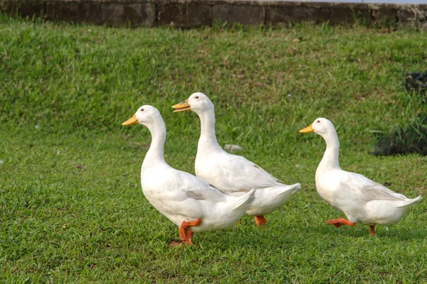 Ducks on the lawn — Stock Photo, Image