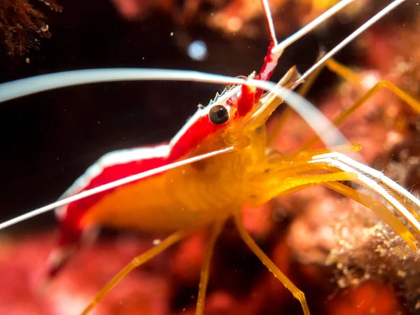 shrimp under the sea