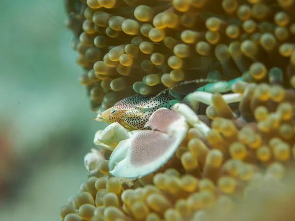 Малый морской краб под водой, Филиппины — стоковое фото