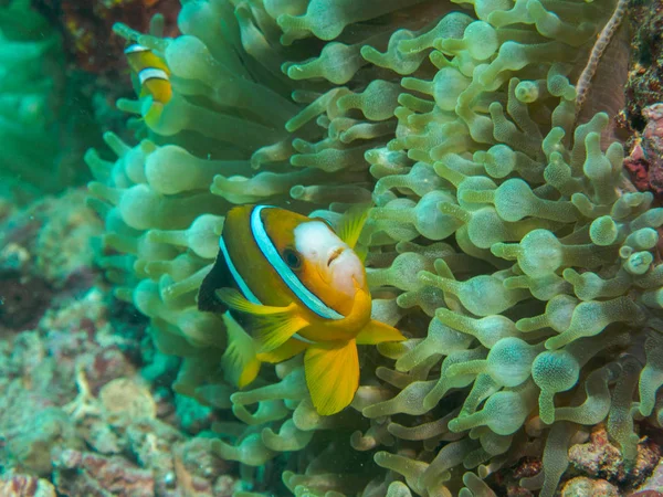 Anemonowa ryba o podwodne, Filipiny — Zdjęcie stockowe