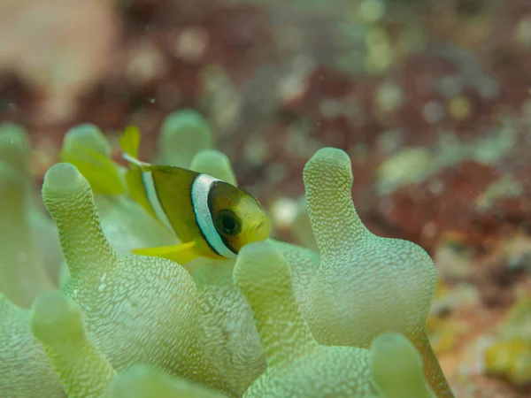 Poissons anémones sous-marins, philippines — Photo