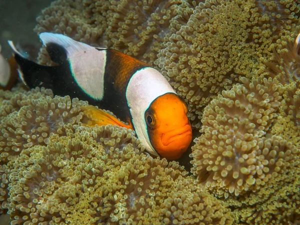 Poissons anémones sous-marins, philippines — Photo