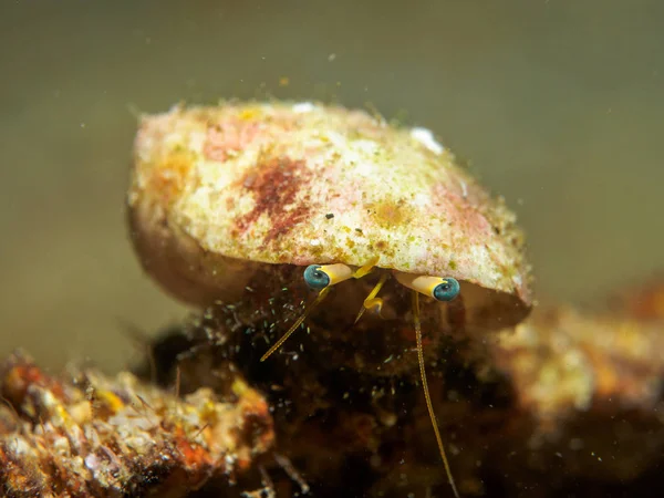 Decoration crab underwater, philippines — Stock Photo, Image