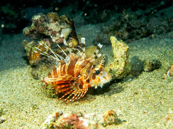 Lionfish em subaquático, Filipinas — Fotografia de Stock