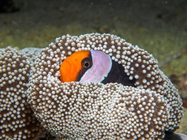 Anemonowa ryba o podwodne, Filipiny Obrazy Stockowe bez tantiem