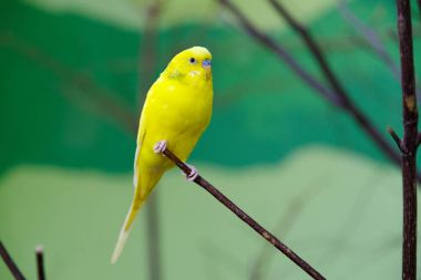 Muhabbet kuşu ağaç üzerinde