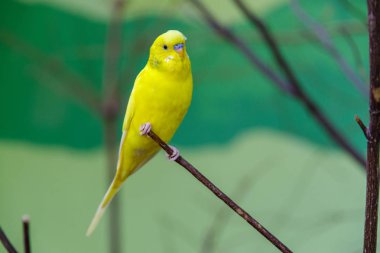 Muhabbet kuşu ağaç üzerinde