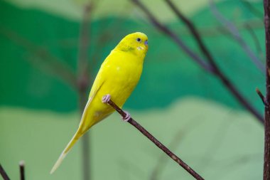 Muhabbet kuşu ağaç üzerinde