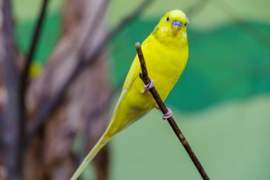 Muhabbet kuşu ağaç üzerinde